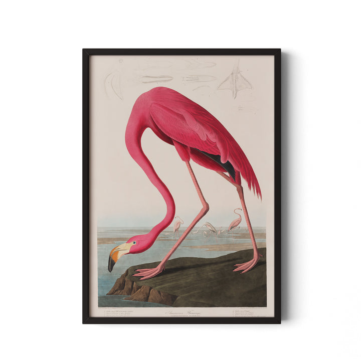 American Flamingo
