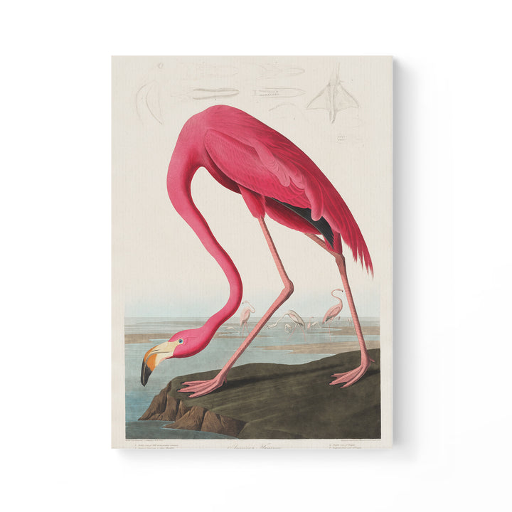 American Flamingo
