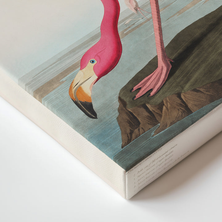 American Flamingo