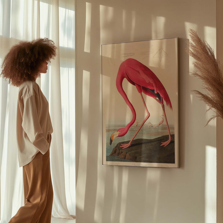 American Flamingo