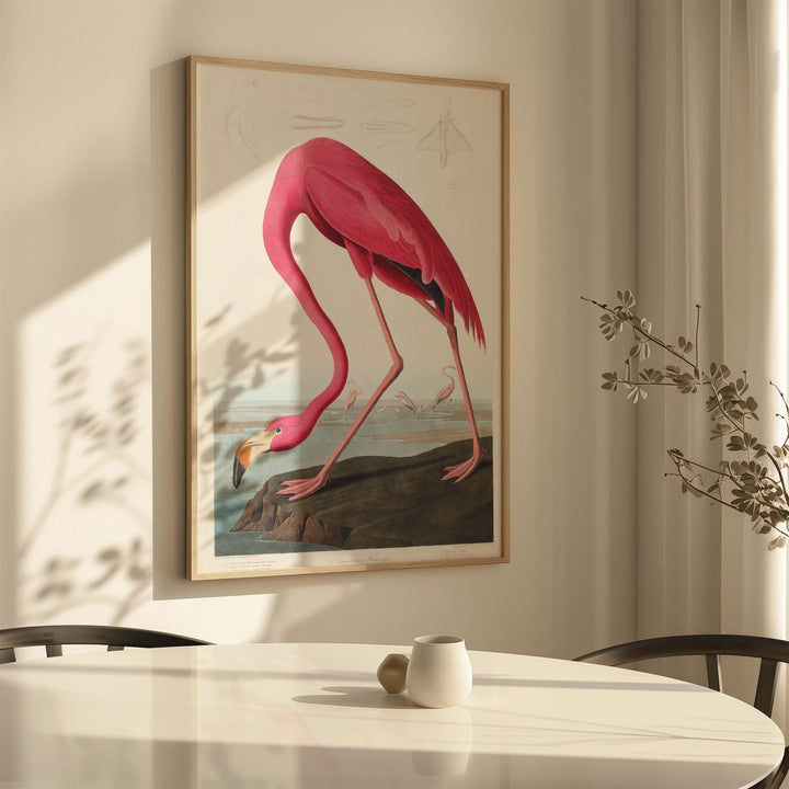 American Flamingo