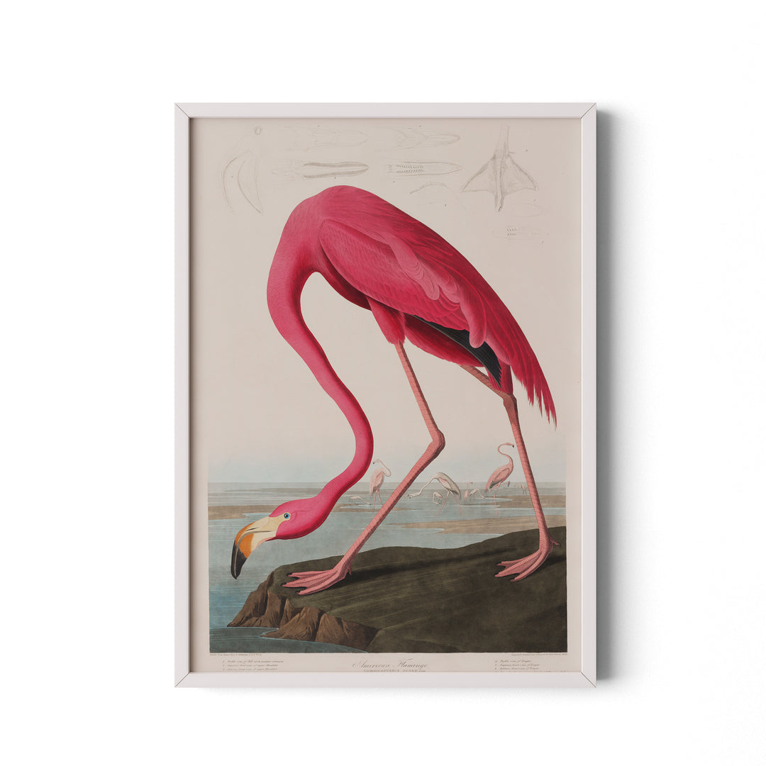 American Flamingo