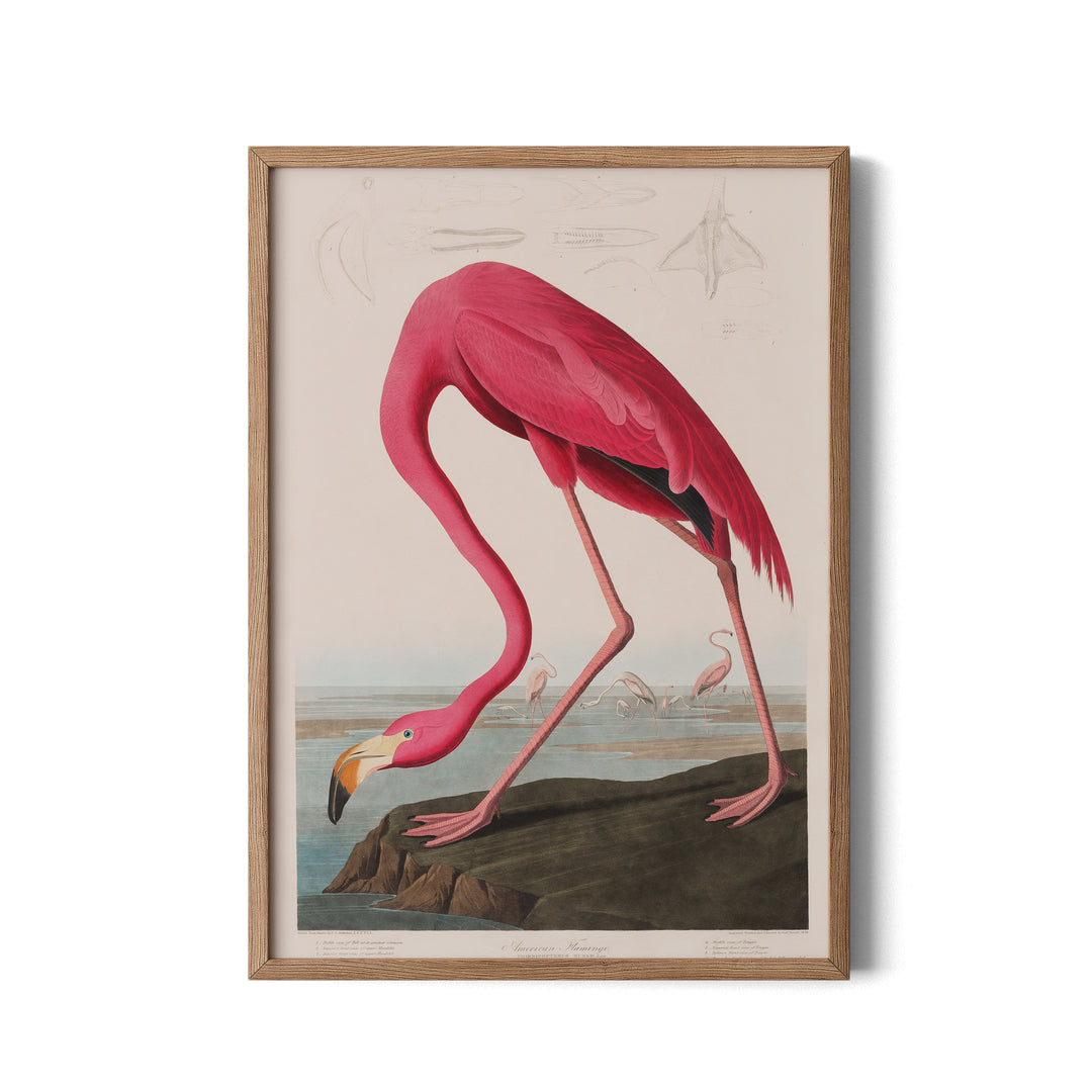 American Flamingo